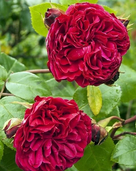 Rose (Rosa Leonardo Da Vinci )