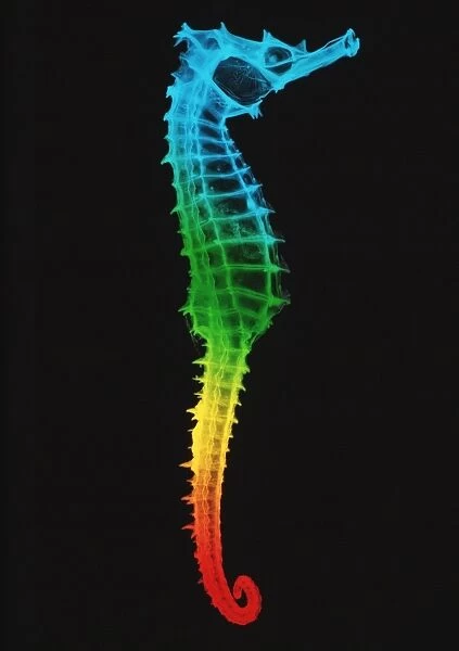 Seahorse, X-ray
