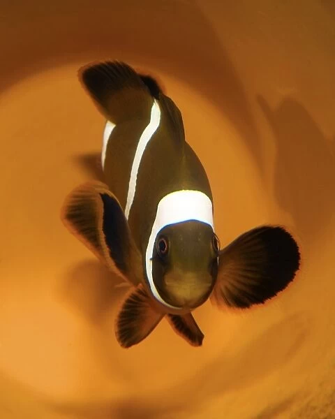 Three-band anemonefish