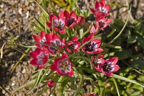Tulips (Tulipa biflora) C017  /  7546