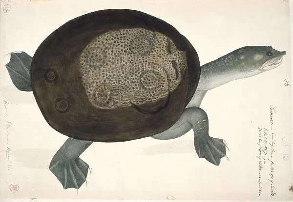 Turtle, artwork C016  /  5679
