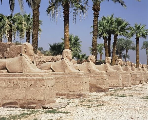 Avenue of sphinxes, Luxor Temple, Luxor, Thebes, UNESCO World Heritage Site