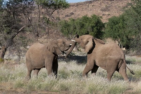 Desert elephants (Loxodonta africana), Huab River Valley, Torra Conservancy, Damaraland, Namibia, Africa