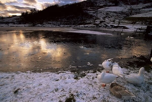 Ducks by frozen Watendlath Tarn, Lake Distrit National Park, Cumbria, England