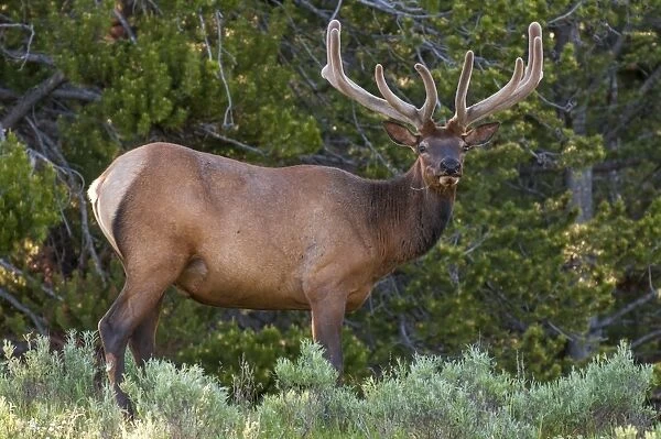 Elk (Cervus canadensis) near Lake Village, Yellowstone National Park, Wyoming, United