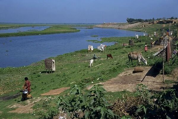 Latrines on the river bank in rough land grazed by cows in a slum in Dhaka