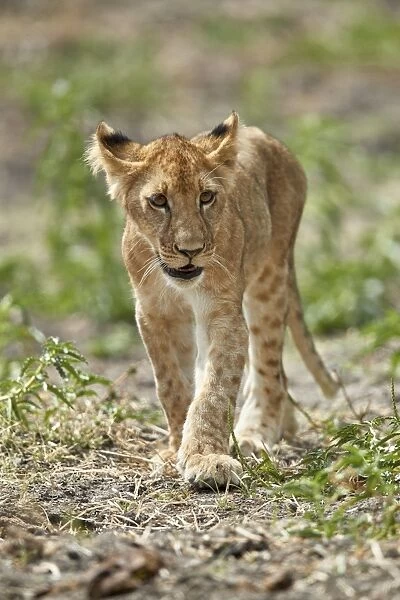 Lion (Panthera leo) cub, Selous Game Reserve, Tanzania, East Africa, Africa