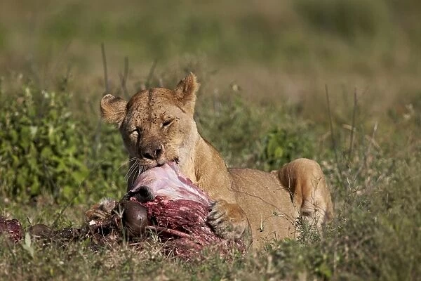 Lioness (Panthera leo) at a wildebeest carcass, Ngorongoro Conservation Area, UNESCO