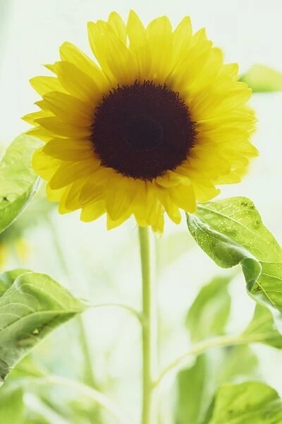 Portrait of a single sunflower