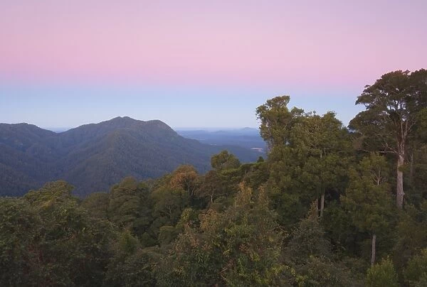 Rainforest canopy, Dorrigo National Park, UNESCO World Heritage Site, New South Wales
