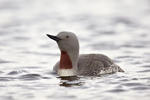 Red-Throated Diver (Red-Throated Loon) (Gavia stellata), Iceland, Polar Regions