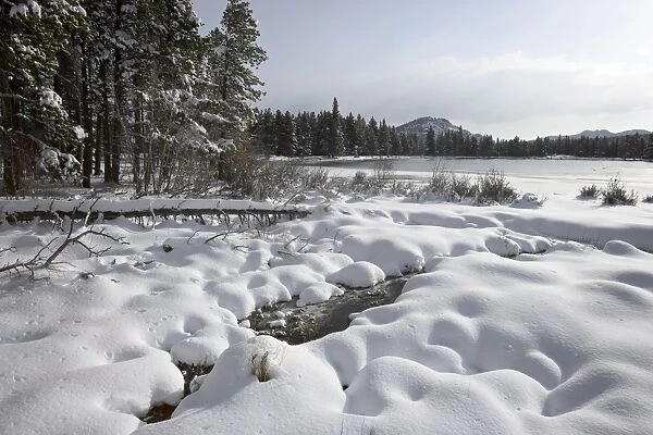 Snowy mounds on the shore of Sprague Lake