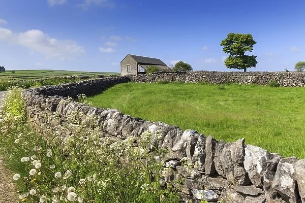 Typical spring landscape of country lane, dry stone walls, tree and barn, May, Litton