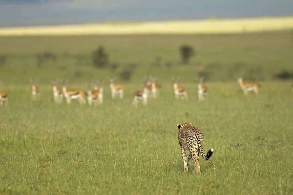Kenya, Masai Mara. A female cheetah stalks a herd of Thomsons gazelle on the savannah