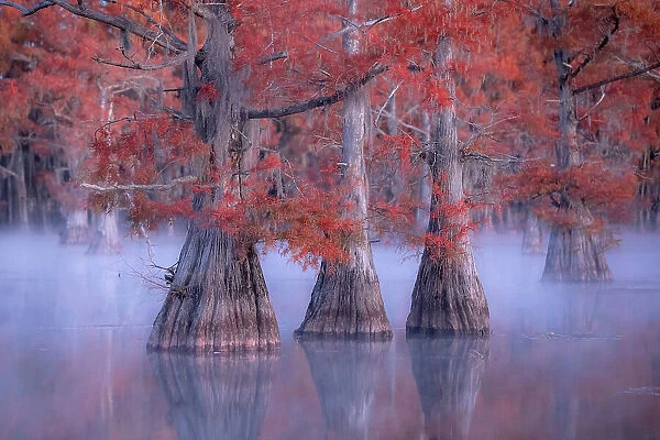 Misty sunrise in Lake Caddo, Texas, in Autumn, USA