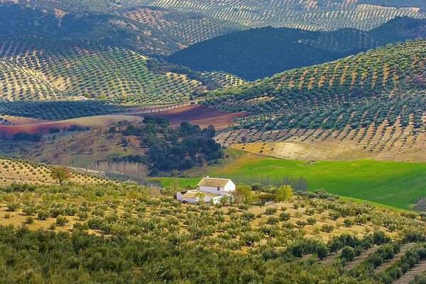 Spain, Andalucia, Granada province, traditional farmhouse amongst olive groves