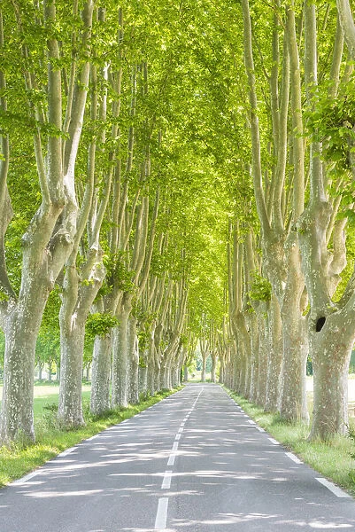 Sycamore Tree-lined Road, Provence, France