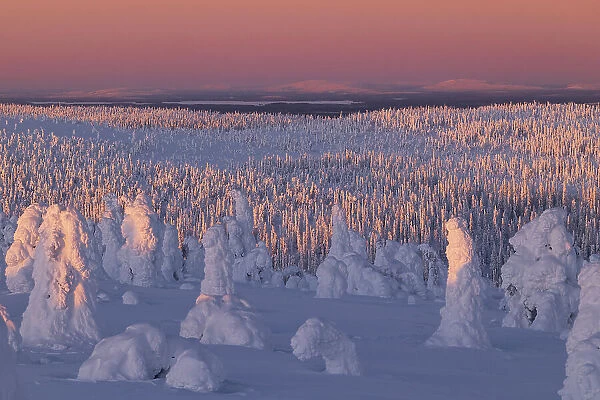 Trees covered with snow at dawn, Riisitunturi National Park, Posio, Lapland, Finland