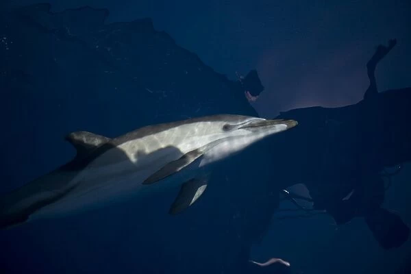 Disappearing common dolphin glance. Greece, Eastern Med