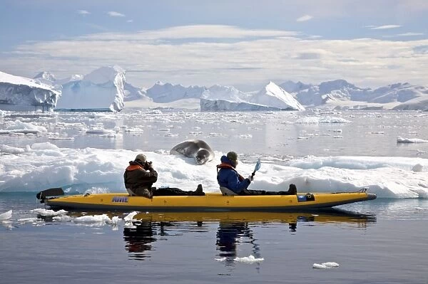 kayaking with a leopard seal near Danco Island, Antarctica. The Leopard seal (Hydrurga leptonyx) is the second largest species of seal in the Antarctic (after the Southern Elephant Seal), and is near the top of the Antarctic food chain. It can live