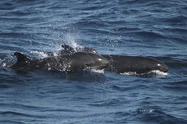 Pair of False Killer Whales at the surface