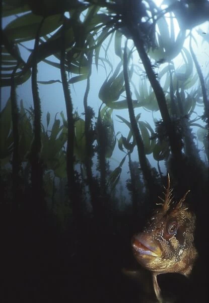 Tompot Blenny (Parablennius gattorugine), head of tompot blenny under kelp forest, Isle of Man, UK