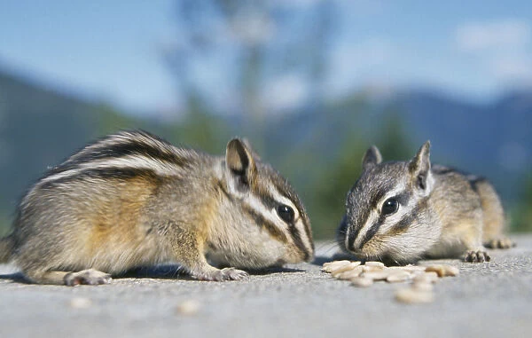 10003841. WILDLIFE Rodents Chimpmunks Two Chipmunks on the ground eating nuts USA