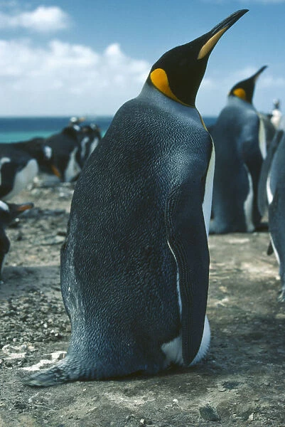 10005269. WILDLIFE Birds Penguins King Penguin in colony