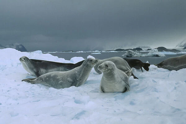 10005277. WILDLIFE Sealife Seals Crabeater Seals on ice in Antarctic Peninsular