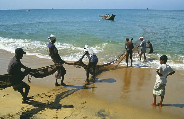 10007136. SRI LANKA Negombo Fishermen hauling seine net ashore on west coast beach