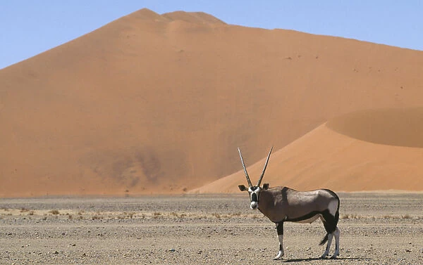 10007771. WILDLIFE Oryx Oryx standing in desert below sand dune in Namibia