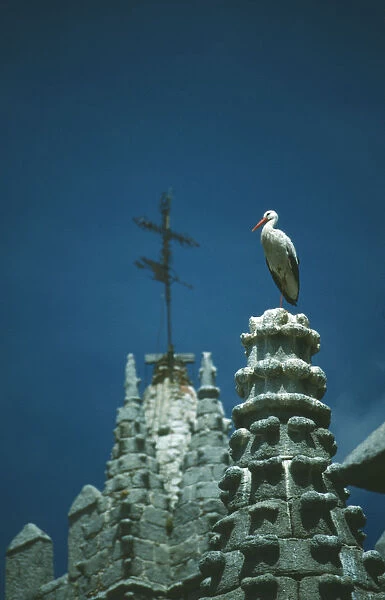 10008287. WILDLIFE Birds Stork White Stork standing by nest in chimney pot in Avila Spain