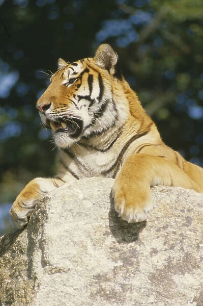 10018098. WILDLIFE Big Game Cats Siberian Tiger panthera tigris altaica lying on rock