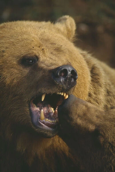 10018099. WILDLIFE Bears Brown Bear ursus arctos play fighting with another bear