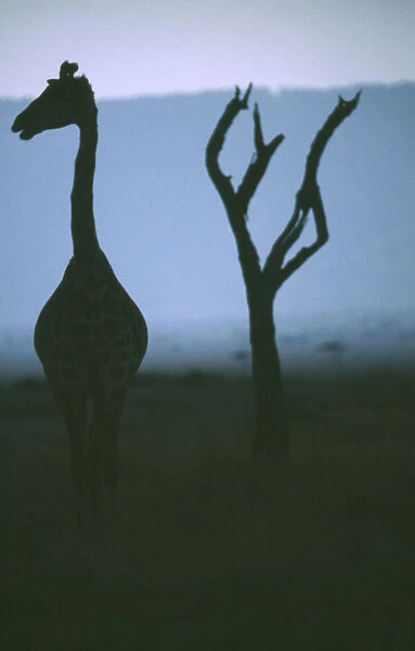 10022466. WILDLIFE Big Game Giraffe Silhouette of single Giraffe looking sideways