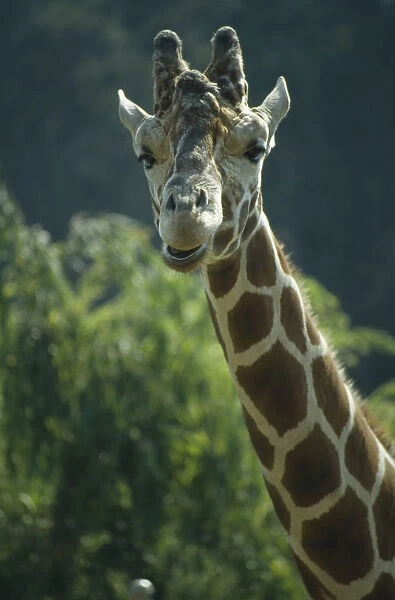10035106. WILDLIFE Big Game Giraffe Giraffe head and neck portrait