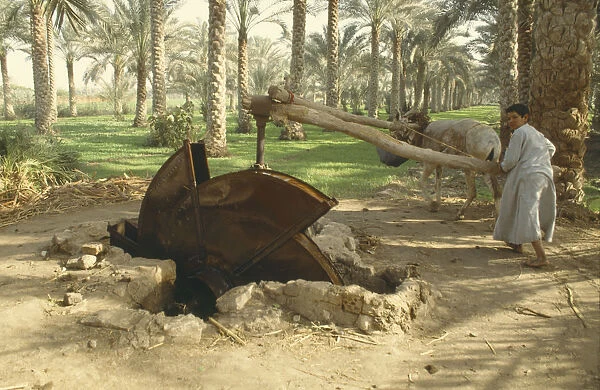 10041990. EGYPT Nile Valley Sakia Boy using typical water wheel. Palm trees behind