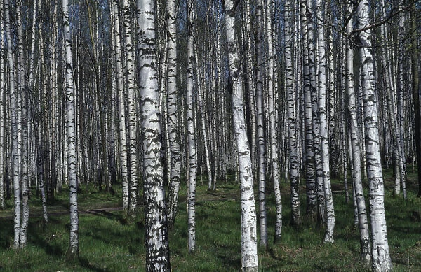 10042663. RUSSIA St Petersberg Alexander Woods birch trees