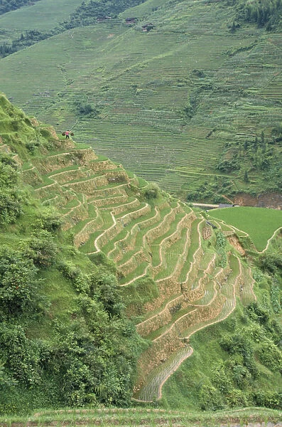 10045901. CHINA Agriculture View over rice terraces on steep hillside