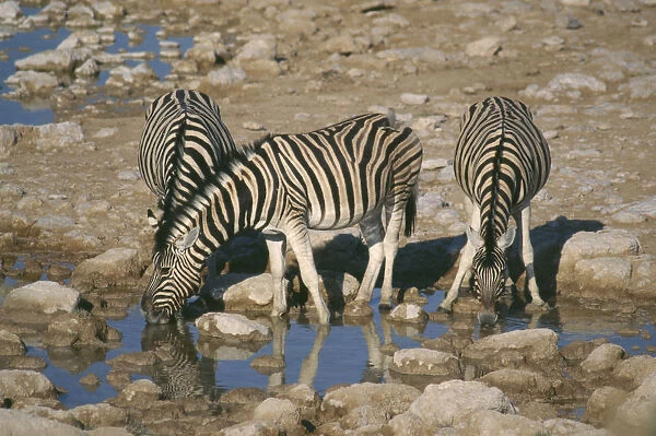 10050776. WILDLIFE Big Game Zebra Three zebra drinking from waterhole in Etosha Namibia