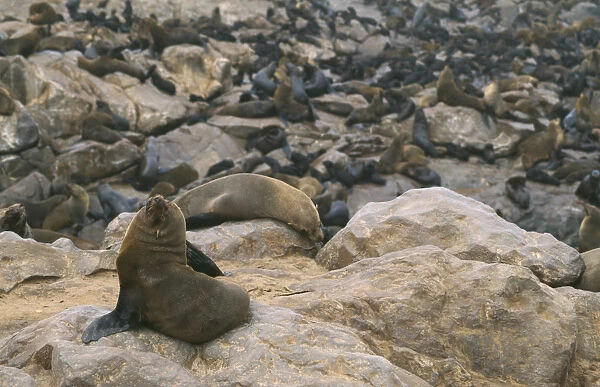 10050778. WILDLIFE Sealife Sea Lions Sea Lion colony on the Atlantic coast of Namibia