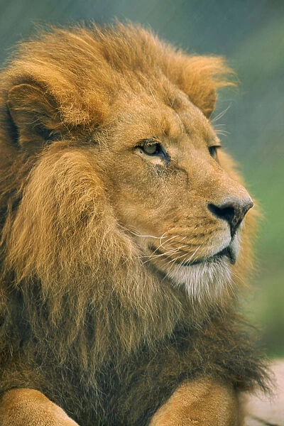 10054030. wildlife, big game, cats, male lion panthera leo portrait