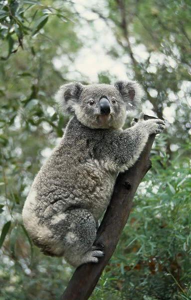 10054036. wildlife, bears, koala s, koala bear sitting in a tree
