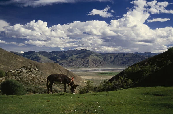 10057015. CHINA Tibet Tsangpo Valley Tethered grazing donkey in mountain landscape