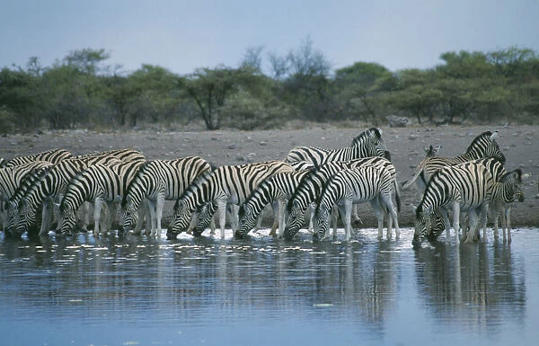 10062510. NAMIBIA Etosha National Park Zebra drinking at waterhole. 