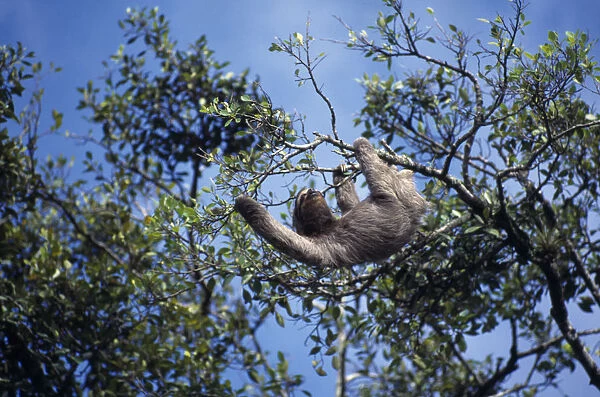 10062513. COSTA RICA Limon Sloth hanging from the branch of a tree