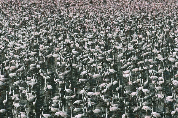 10064602. WILDLIFE Birds Flamingoes Greater and Lesser Flamingo phoenicopterus ruber