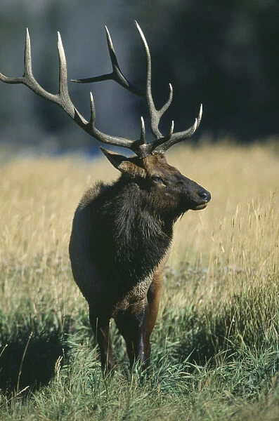 10072526. WILDLIFE Deer Elk Male Elk cervus elaphus looking sideways in Yellowstone USA