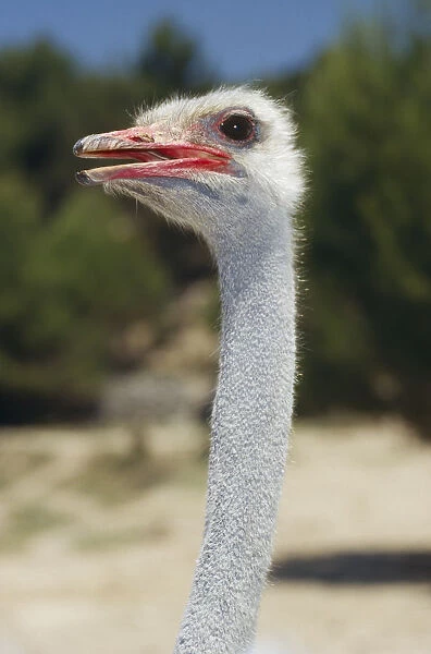 10072539. wildlife, birds, ostrich, portrait of ostrich bird