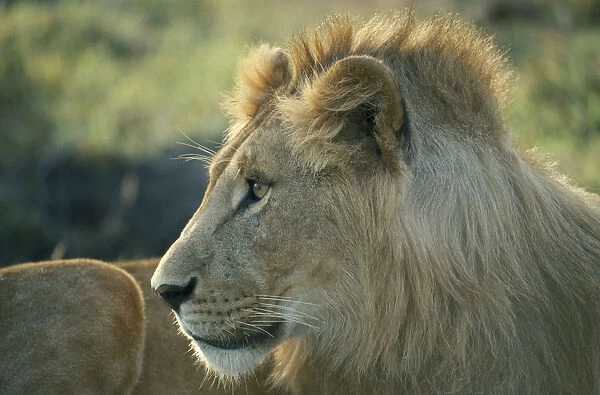 10072745. WILDLIFE Big Game Cats Male Lion panthera leo in Masai Mara Kenya